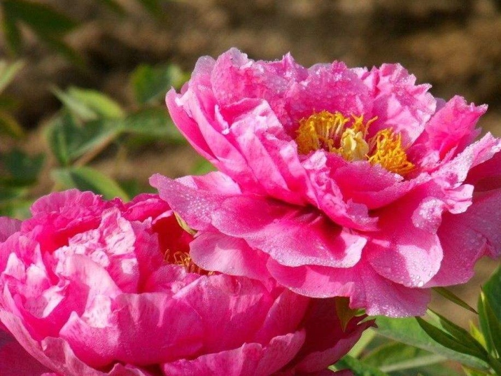 Luoyang Peony Festival
