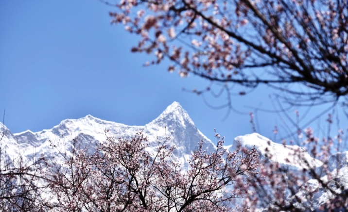 Peach flowers in full bloom in Tibet