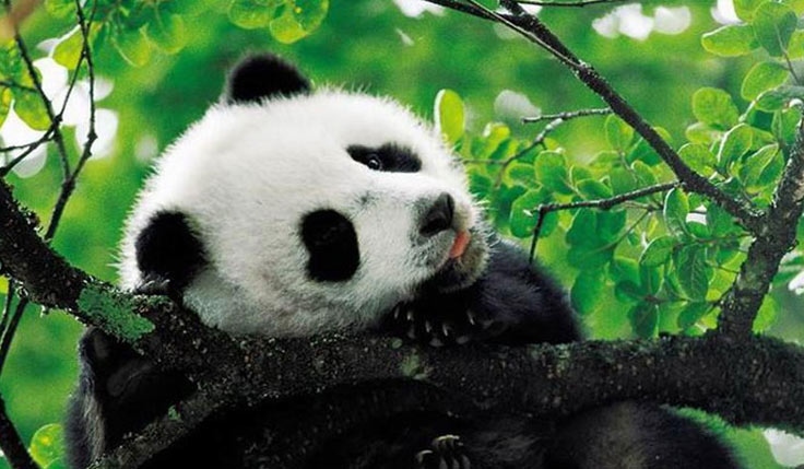 China Golden Triangle with Chengdu Discovery