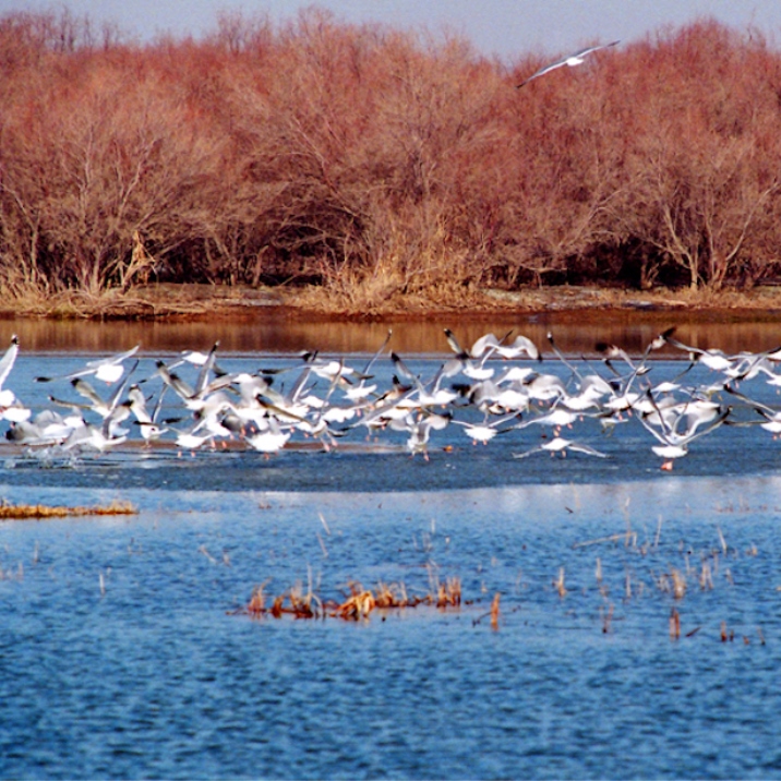Baotou Nanhai Wetlands