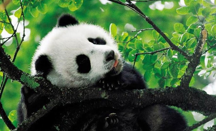 Chengdu Panda Breeding Center