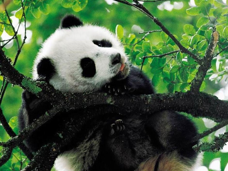 Chengdu Panda Breeding Center