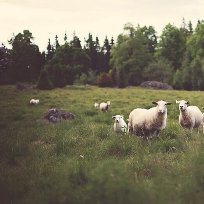Tibetans live on Jinyintan Grassland with their cattle and horses generations after generations, forming a typical pasture area of this boundless grassland.