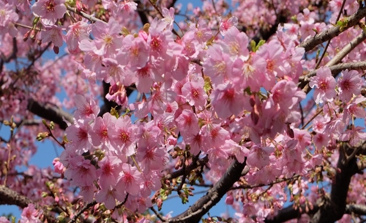 Come to Chongqing Garden Expo Park for flowers