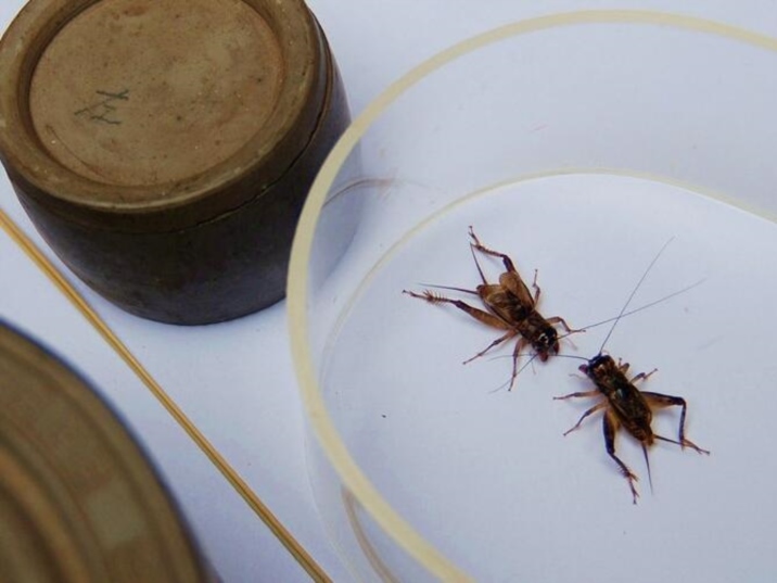 Cricket Fighting, a traditional Chinese game