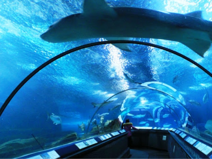 Shanghai Ocean Aquarium