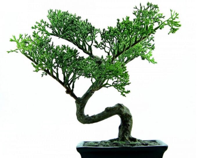 Chinese Bonsai, art of mini plant