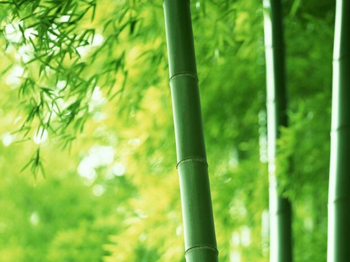 Chinese Bamboo