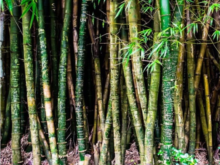 Chinese Bamboo culture