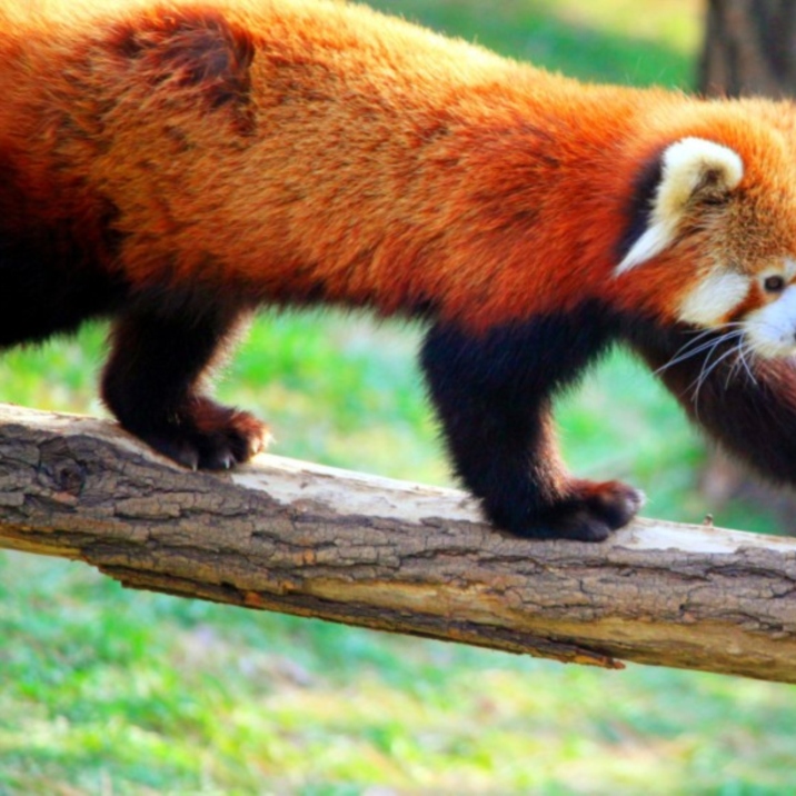 Dalian’s Forest Zoo