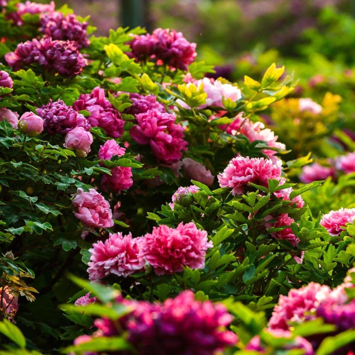 Luoyang Wangcheng Park