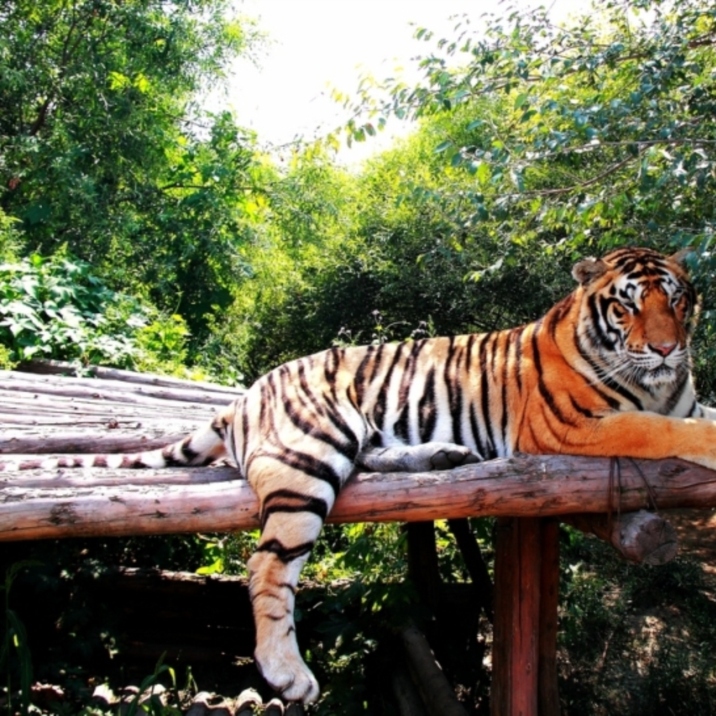 Siberian Tiger Park