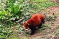 Chongqing Zoo2 Chongqing Zoo2